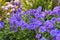 Purple flowers growing in a spring garden. Many bright cranesbill flowering plants contrasting in a green park. Colorful