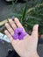 Purple flowers are on the hand with blurred backgrounds. close up