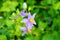 Purple flowers of herbs. (Solanum indicum L.)