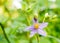 Purple flowers of herbs. (Solanum indicum L.)