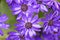 Purple flowers in hertfordshire, England
