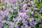 Purple flowers Hesperis matronalis