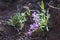 The purple flowers on the hiking trail.