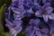 Purple flowers of a hyacinth