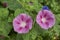 Purple flowers of ipomea purpurea