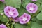 Purple flowers of ipomea purpurea