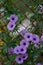 Purple flowers Ipomoea Cairica Beautiful bloom on fence A star