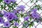 Purple flowers Ipomoea Cairica Beautiful bloom on fence A star