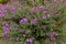 Purple flowers of Italian Asters, Michaelmas Daisy Aster Amellu