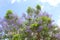 Purple flowers of a Jacaranda tree in a blue sky