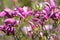 Purple flowers of a lily magnolia Magnolia liliiflora Desr. close up