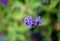 Purple flowers. Limonium flowers are also known as sea-lavender, statice, caspia or marsh-rosemary.