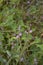Purple flowers of Lythrum junceum Banks & Sol