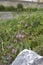 Purple flowers of Lythrum junceum Banks & Sol