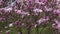 Purple flowers of Magnolia, close-up against the cloudy sky