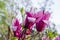 Purple flowers of Magnolia liliiflora, closeup on a blurred background