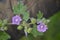 Purple flowers. Malva nicaeensis, bull or french mallow.