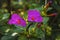 Purple flowers of Mirabilis on a blurry background of green foliage.