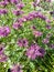 purple flowers monarda flora green grass sunny day summer nature perennial