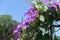 Purple flowers of morning glory against blue sky