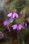 Purple flowers of the native Australian Black-eyed Susan, Tetratheca shiressii