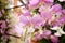 Purple flowers orchid