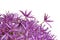 Purple flowers of ornamental onion hybrid Globemaster isolated o