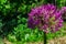 Purple flowers Ornamental Onion Latin: Allium Gladiator close up. Violet flowers on background green leaves. Soft selective