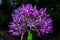 Purple flowers Ornamental Onion Latin: Allium Gladiator close up. Violet flowers in drops after rain