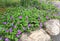 Purple Flowers Over Curb