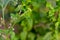 Purple flowers of parthenium grass in green blurry leaves in background. Weeds concept