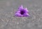 Purple flowers, petunias, on the streets in the park.