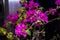 Purple flowers planet spring flowers cosmo