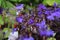 Purple flowers planted in old coal Truck