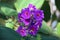 Purple flowers of Pleroma urvilleanum or Tibouchina urvilleana plant in Brazil park