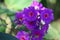 Purple flowers of Pleroma urvilleanum or Tibouchina urvilleana plant in Brazil park