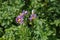 Purple flowers of potatoes on a field in sunny day