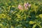 Purple flowers of potatoes on a field in sunny evening