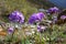 Purple flowers of Primula denticulata Drumstick Primula in spring in Himalaya mountains, Nepal