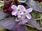 Purple flowers with reddish leaves are very beautiful in the morning