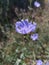 Purple flowers on the river bank.  Lovely wildflowers on blue water background