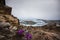 Purple flowers between rocks and glacier in Narsaq, South West Greenland