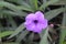 purple flowers of Ruellia angustifolia