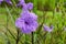 Purple flowers of Ruellia simplex.