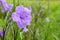 Purple flowers of Ruellia simplex.