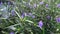 Purple flowers Ruellia tuberosa Linn