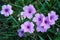 Purple flowers or Ruellia tuberosa Linn, Waterkanon, Watrakanu,