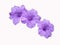 Purple flowers,Ruellias,wild petunias, Minnieroot, Iron root, Feverroot, (Ruellia tuberosa Linn)