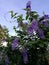 Purple flowers, Sandpaper vine, blooming