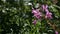 Purple flowers seen against a green forest